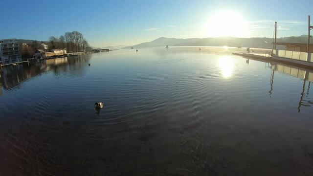 A flock of ducks swimming across the calm surface of the Woerthersee Lake in Austria, during sunset. The lake is surrounded by high mountains. Sun sets behind high peaks. Soft clouds. Calmness
