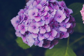 Blooming purple hydrangea or hortensia background. Summer garden. Close up, selective focus