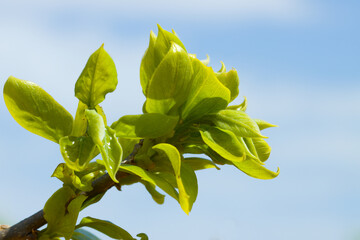 Detail of some leaves of a bud on a persimmon tree
