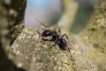 Large ant on a tree photographed with a macro lens.