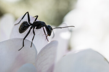 Ant on a white flower photographed with a macro lens.
