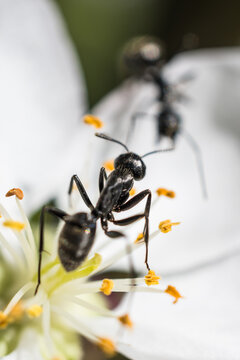 Ant on a white flower photographed with a macro lens.