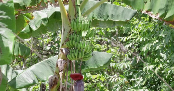 Costa Rica, bunch of green bananas in the jungle