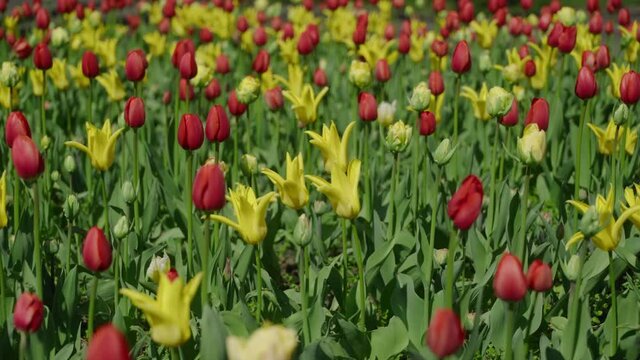 Red and yellow tulips field during spring time