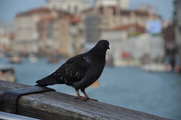 Photos Of Venice