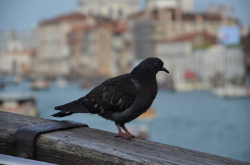 Photos Of Venice