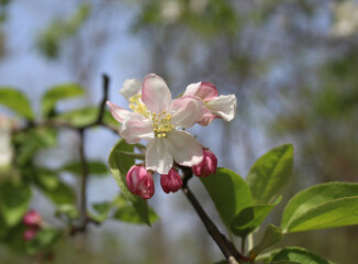 Obraz premium Crabapple blossom at Linne Woods in Morton Grove, Illinois