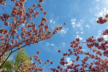 Kirschblüte 