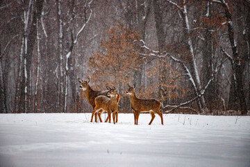 deer in winter forest