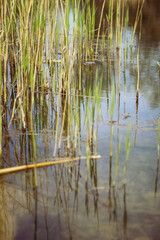 a small lake with reeds at a summer cottage.