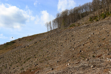 Waldsterben und Abholzung in den Ardennen, Belgien