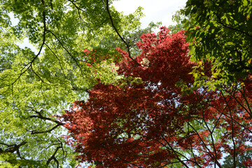 青もみじ赤もみじ