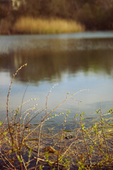 a small lake with reeds at a summer cottage.