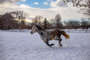Plakat horse in winter
