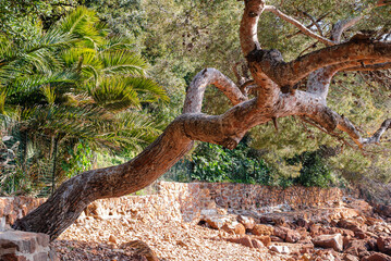 Bent and twisted pine trunk, French Riviera. This huge pine tree grew in the wall of a villa above the shore. Red trunk, green foliage and light sand.