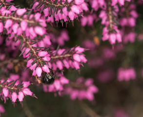 A bumblebee sits on heath family flower