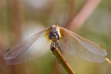 Dragonfly Macro