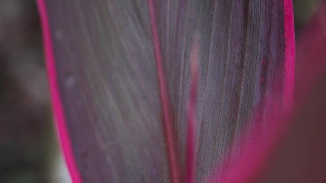 Planta morada selva