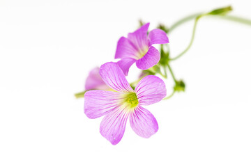 Fototapeta na wymiar pink flower isolated on white background