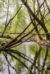 Trees leaning over the river, Alsace, France. A wild river overhung by willows and beech trees. The trees are reflected in the calm water.