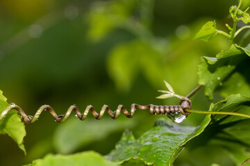 Fototapeta premium climbing plant
