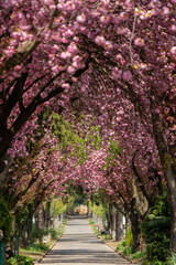 Road with blossoming cherry trees - 430478918