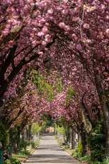 Fototapeten Road with blossoming cherry trees © Csák István