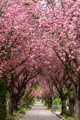Road with blossoming cherry trees - 430478941