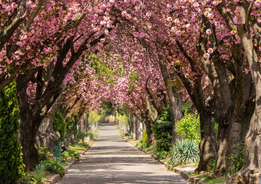Road with blossoming cherry trees