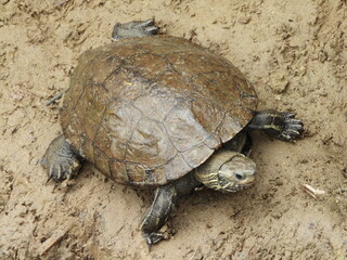 Balkan Terrapin on the ground