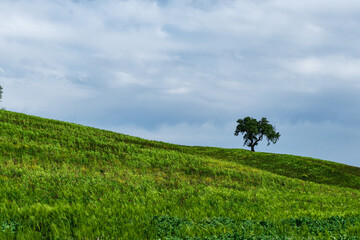 campagna