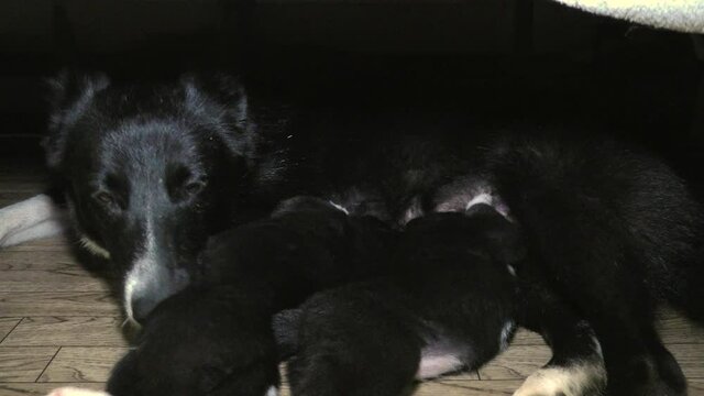Small newborn puppies suck the bitch's milk. Funny sucking dog children with mom. 