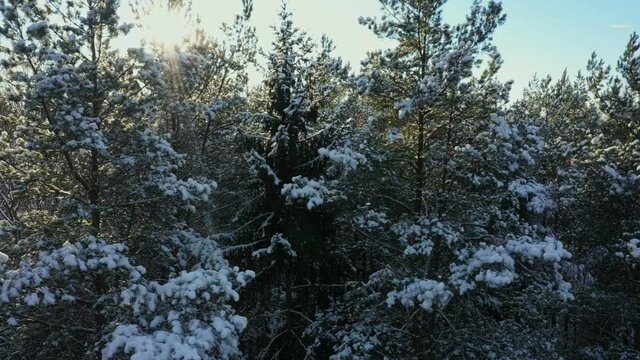 Forest in snow in contour light. Sun through branches of trees. Aerial view. The sun's rays through ates in snow. Winter forest.