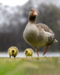 Obraz premium Baby Geese and mother on green grass with shallow depth of field