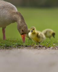 Baby Geese and mother on green grass with shallow depth of field