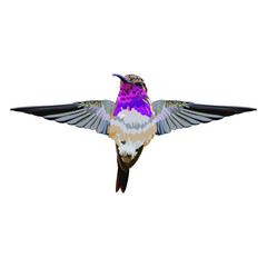 Colibrí Lucifer  © LiebreCromatica