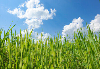 Obraz premium Wild green grass in a log on a background of a blue sky with clouds