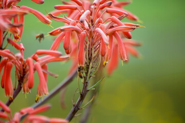 flores en el jardin con abejas