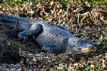 Large alligator laying in the grass under the sun