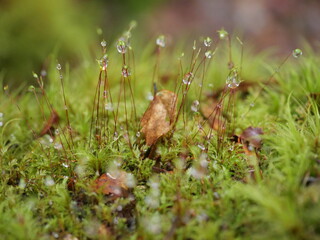 Naklejka na ściany i meble Dew droplets on the grassy moss