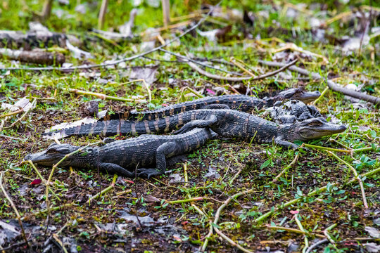 Group of little baby alligators resting on the grass