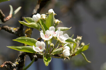 Birne - Köstliche von Charneux, Blüte