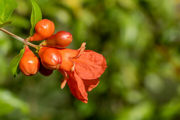 orange pomegranate flower closeup