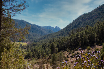 flores de Cabriel