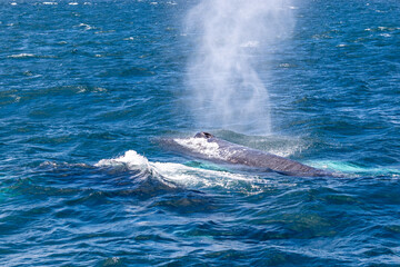 Naklejka premium humpback whale taking a breath