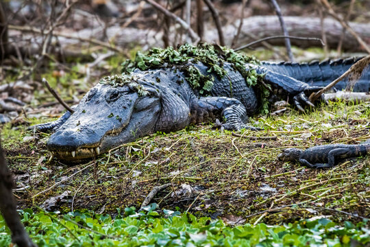 Mother with a group of little baby alligators resting on the grass