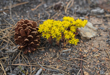 Wild Stonecrop wildflowers growing next to pine cone