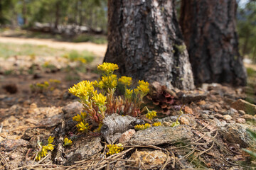 Wild Stonecrop wildflowers among pine cones