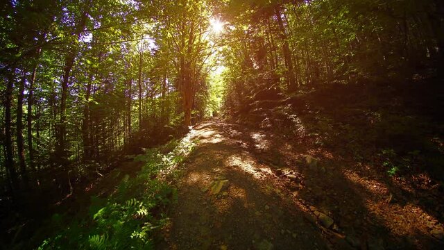 Driving through a summer forest on a dirt road.