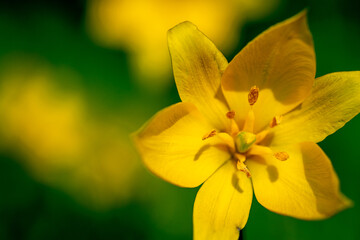 Tulipa sylvestris Wildtulpe Weinbergtulpe wild tulip
